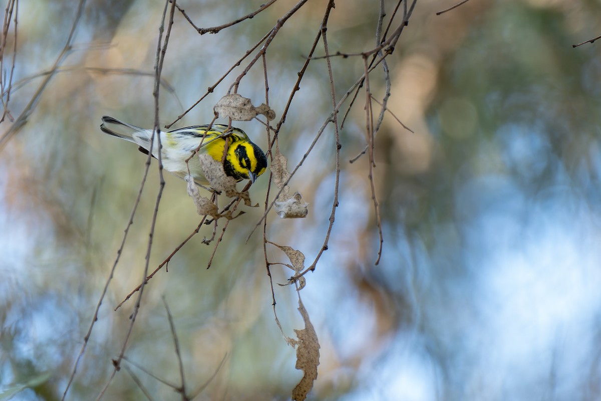 Red-shouldered Hawk - ML645512894