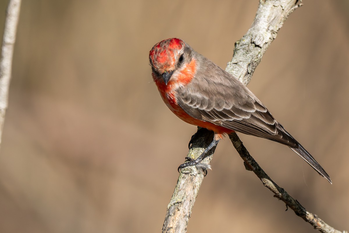 Red-shouldered Hawk - ML645512895
