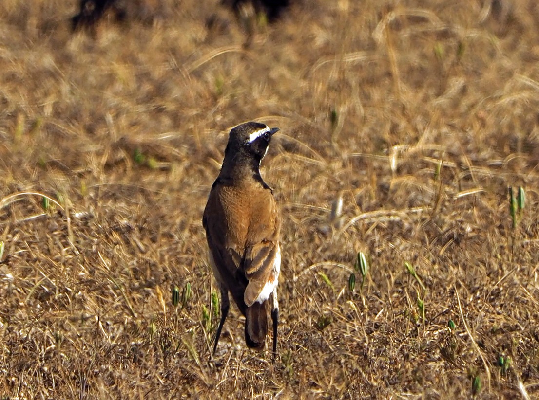 Capped Wheatear - ML645512899