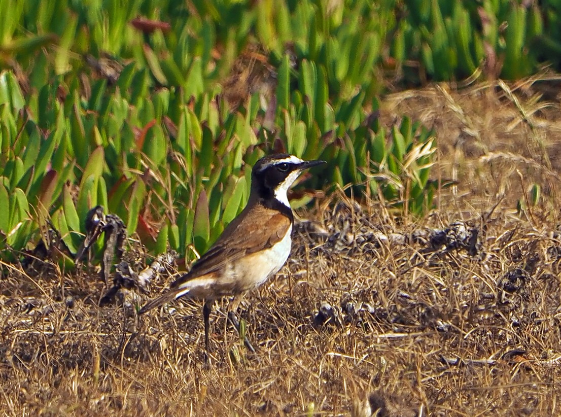 Capped Wheatear - ML645512900