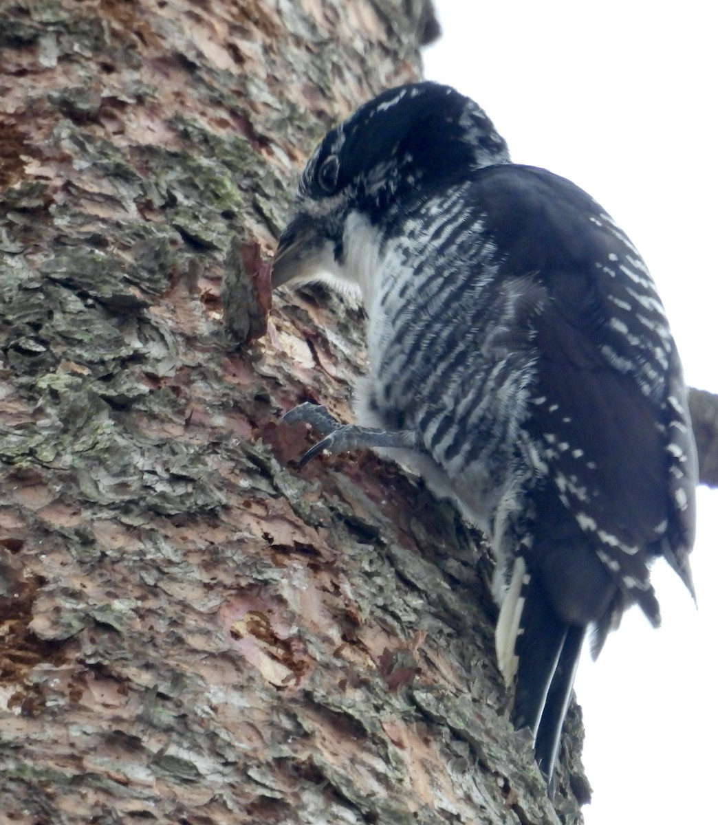 American Three-toed Woodpecker - ML645512901