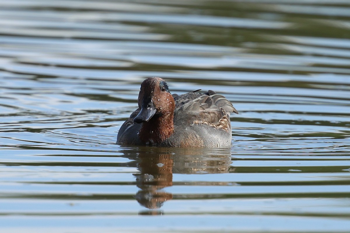 Green-winged Teal - ML645512902