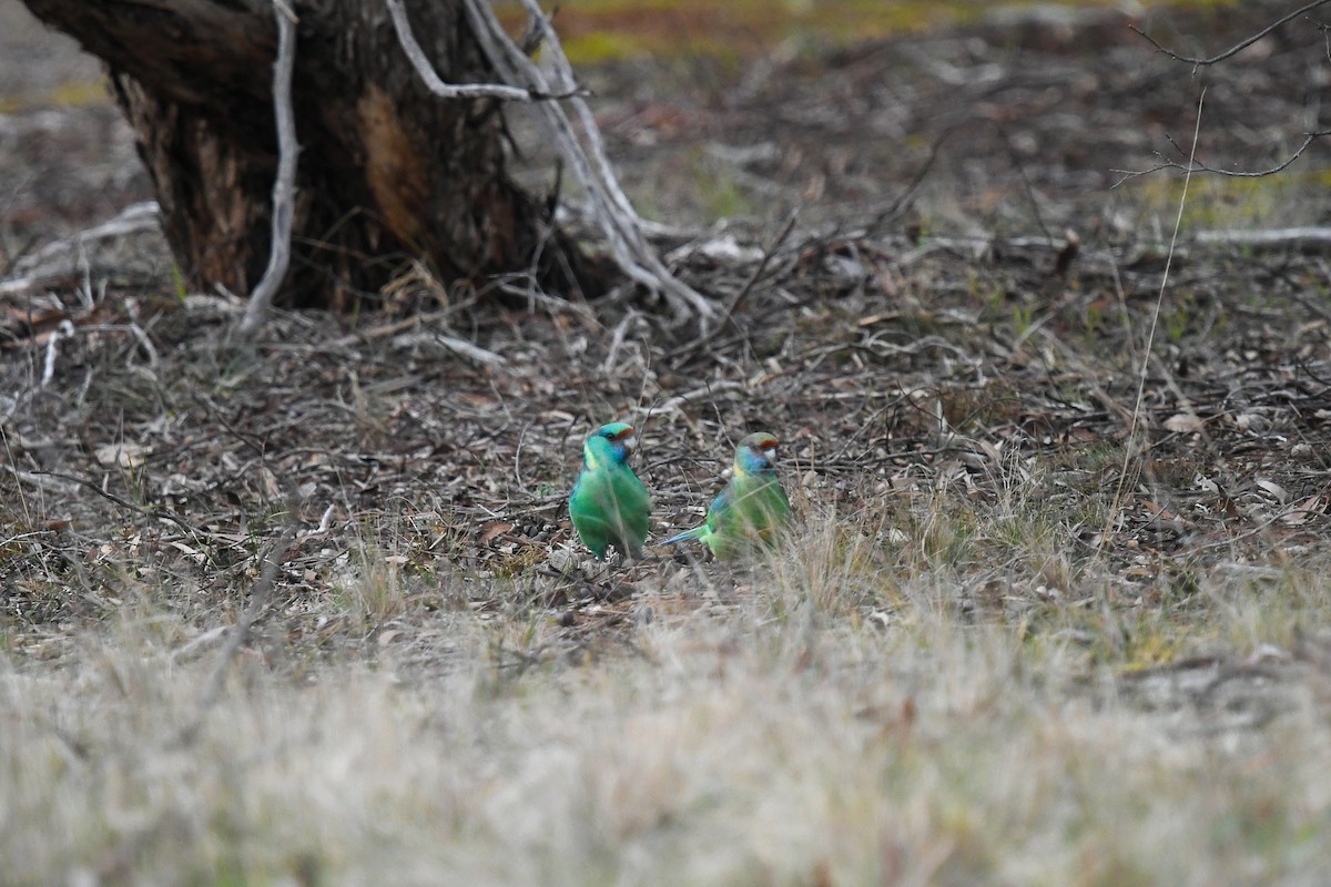 Australian Ringneck (Mallee) - ML645512904