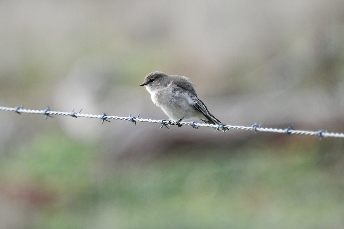 Avustalya Şakıcı Sinekkapanı - ML645512916