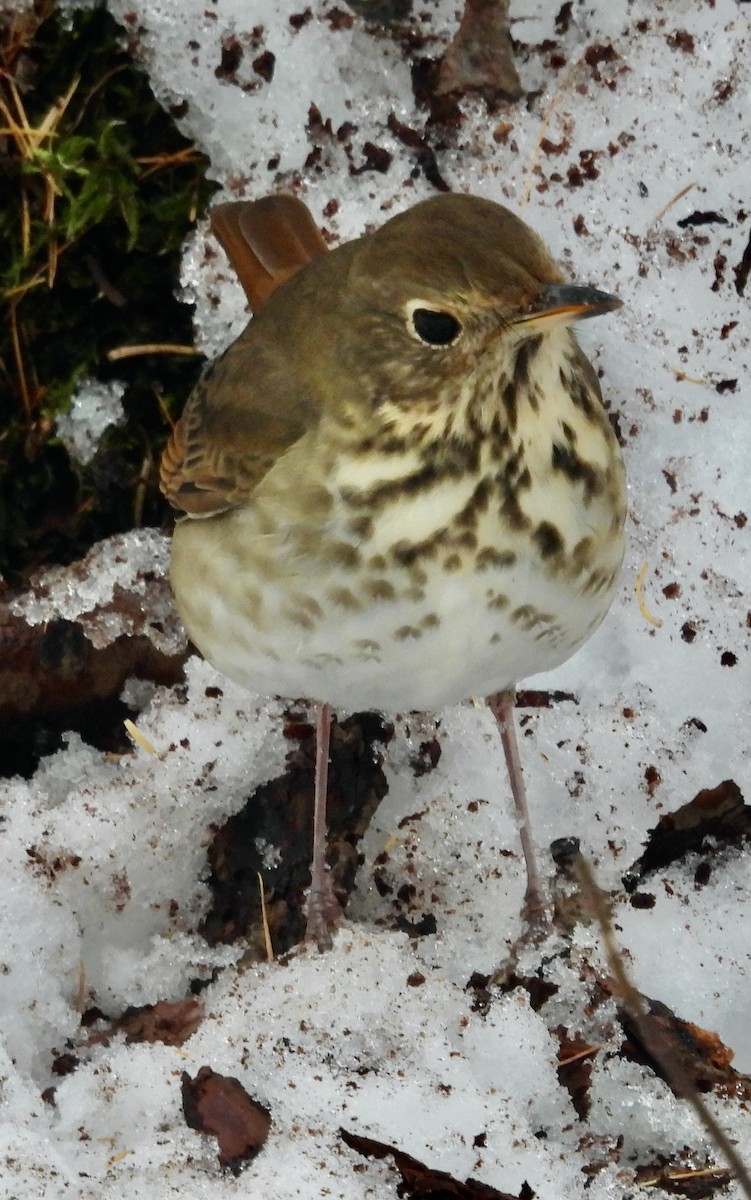 Münzevi Bülbül Ardıcı - ML645512917