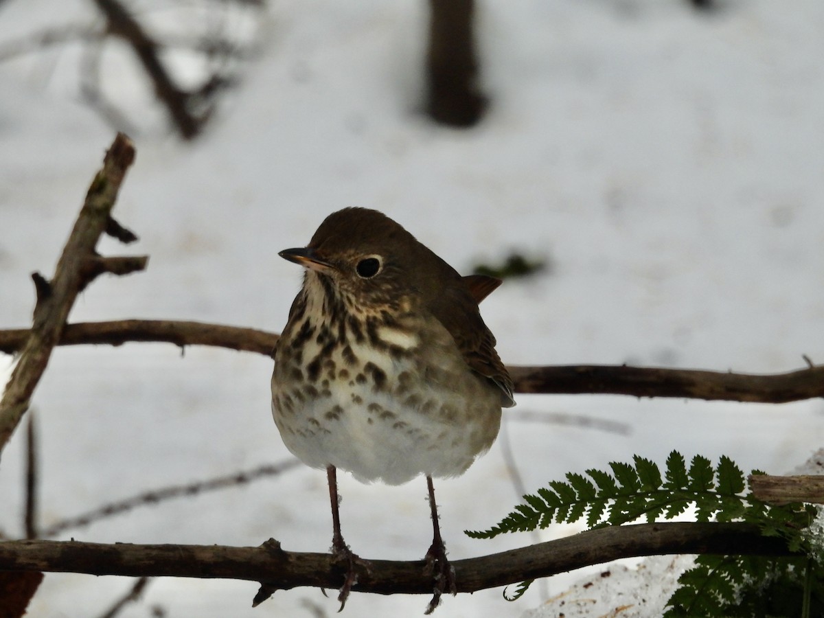 Münzevi Bülbül Ardıcı - ML645512919