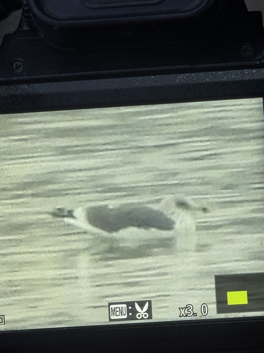 Lesser Black-backed Gull - ML645512941