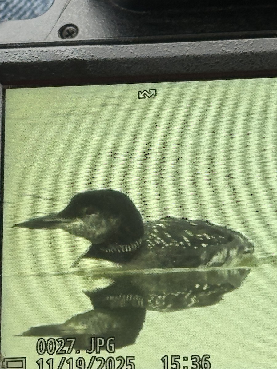 Common Loon - ML645512945