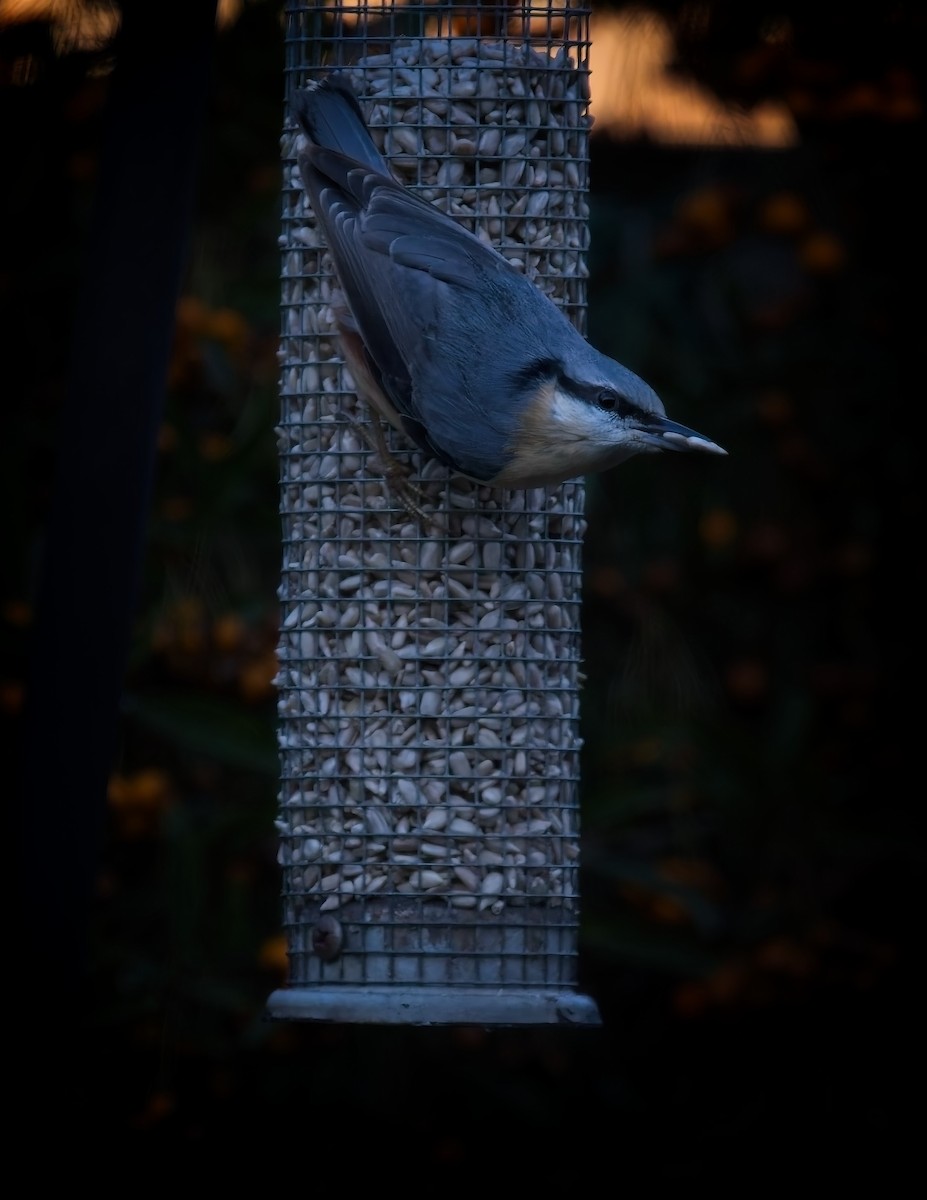 Garrapo eurasiarra - ML645512947