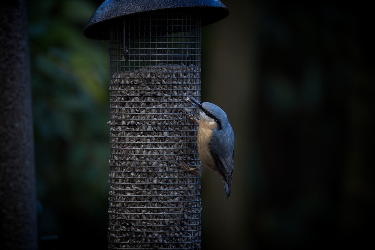 Garrapo eurasiarra - ML645512948