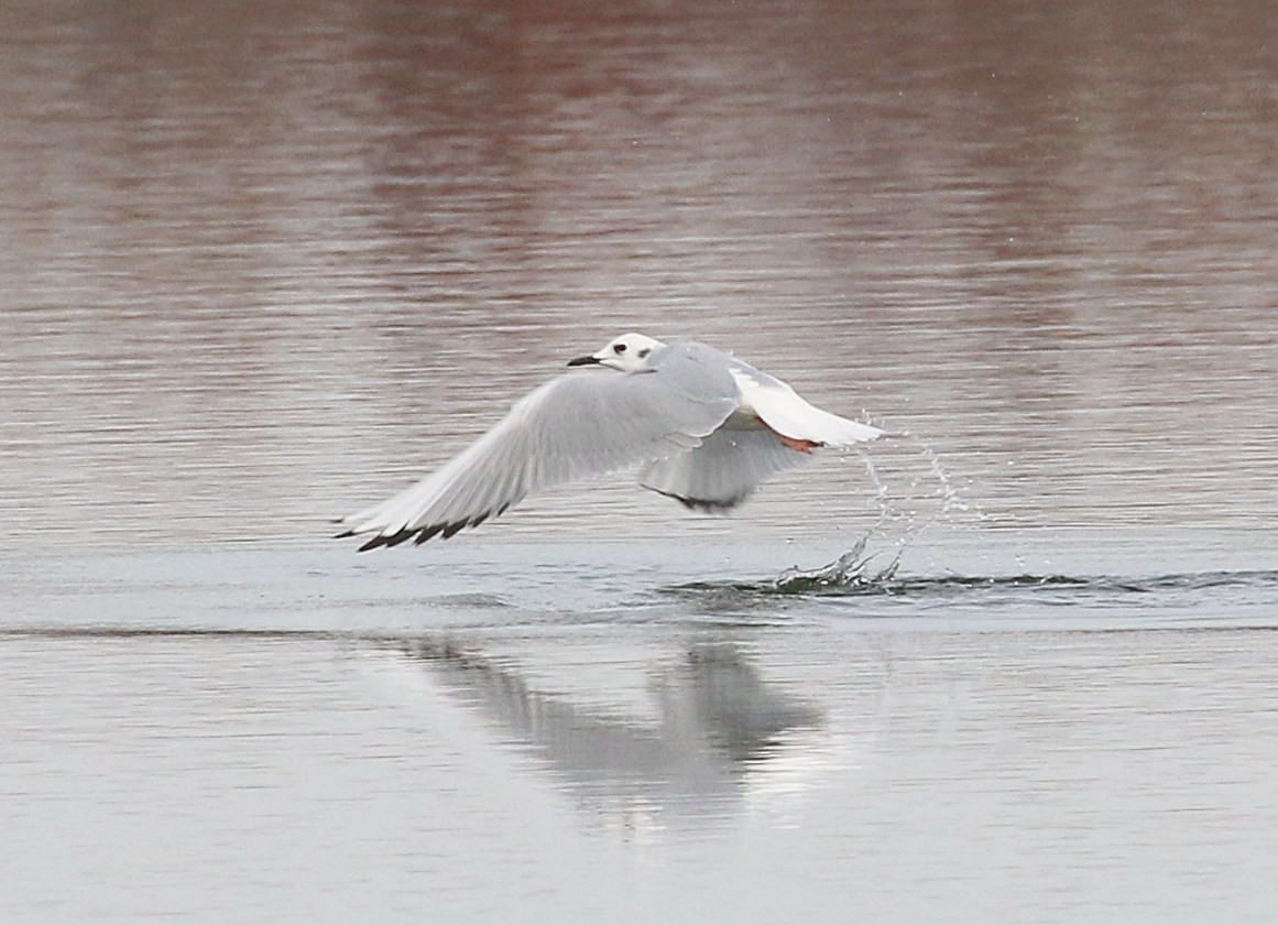Bonaparte's Gull - ML645512953