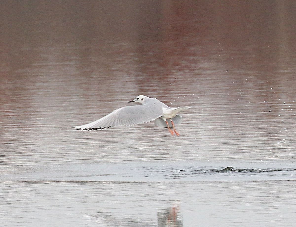 Bonaparte's Gull - ML645512954