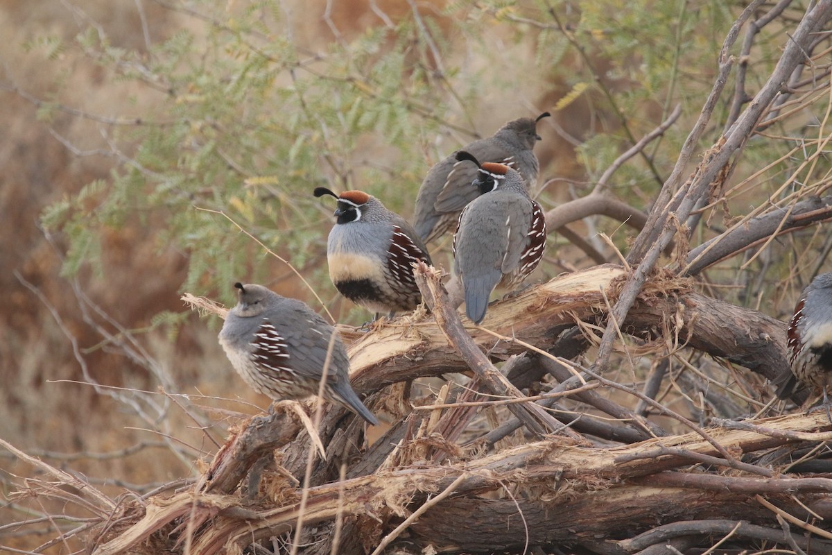 Gambel's Quail - ML645512962