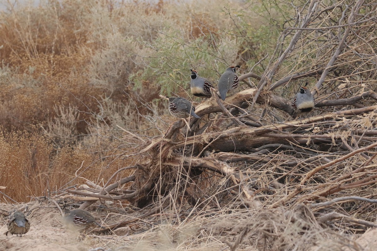 Gambel's Quail - ML645512963