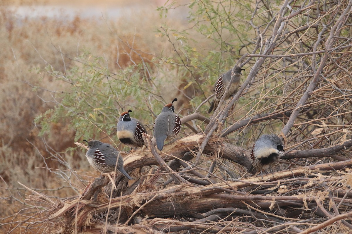 Gambel's Quail - ML645512964