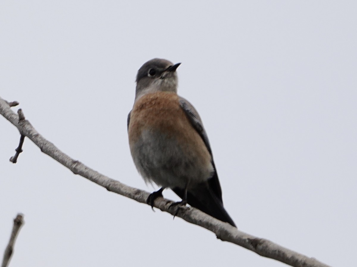 Western Bluebird - ML645512965