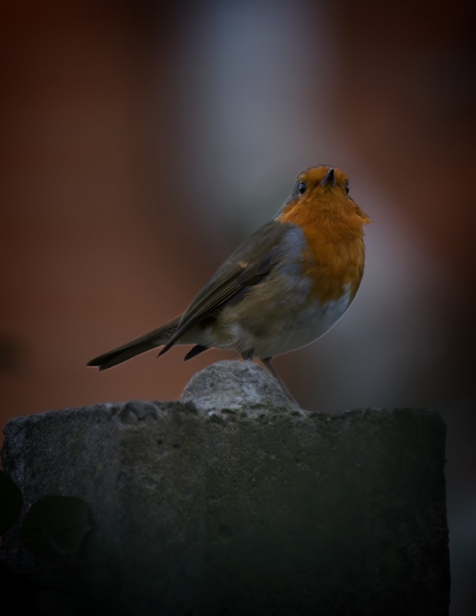 European Robin - ML645512966