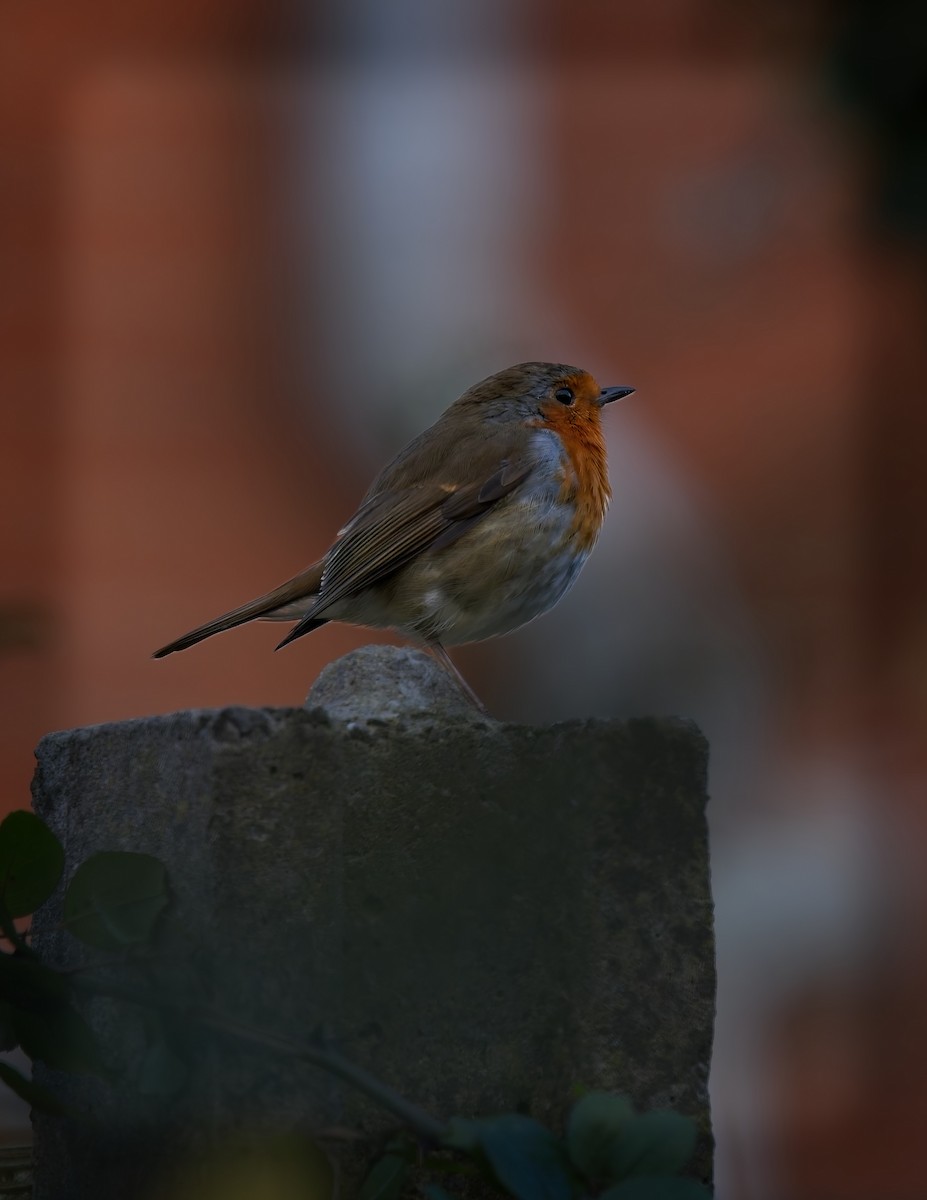 European Robin - ML645512967