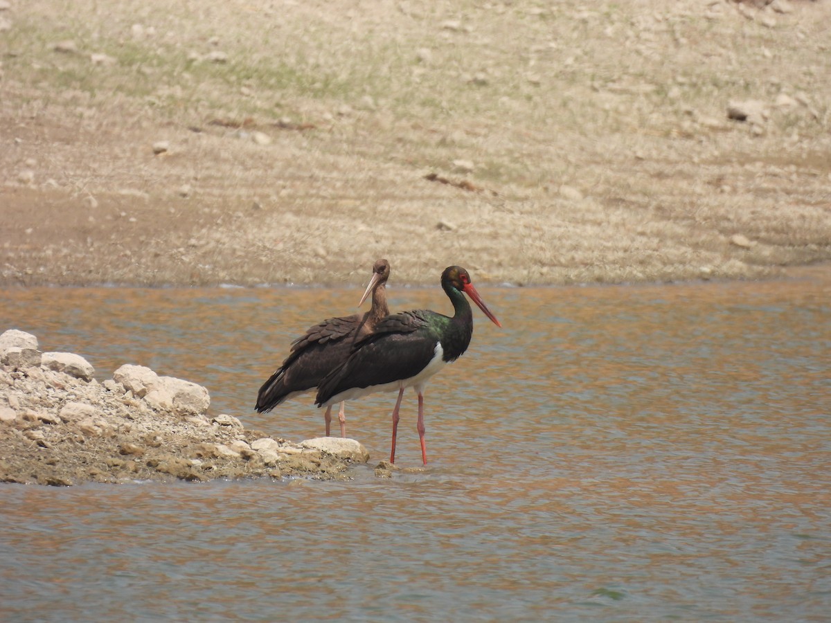 Black Stork - ML645512968