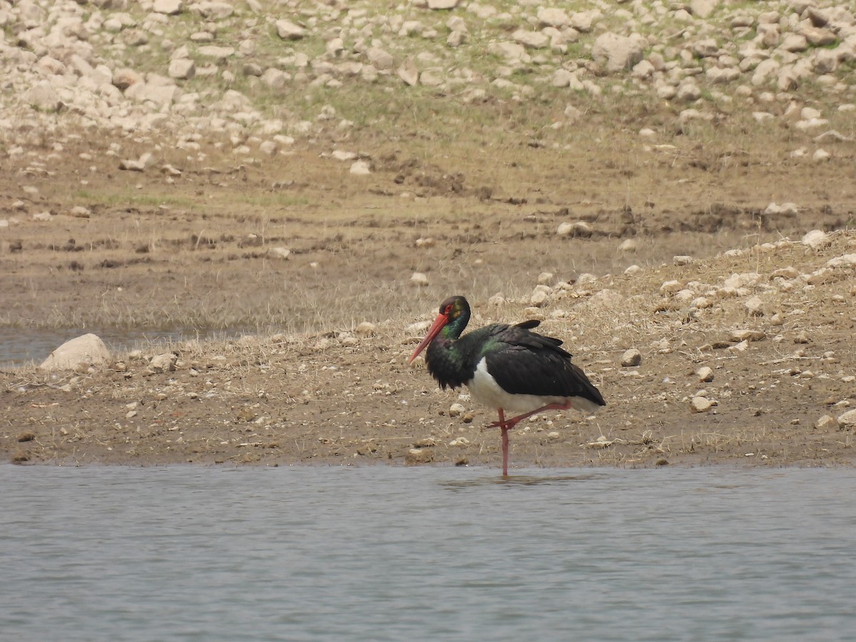 Black Stork - ML645512969