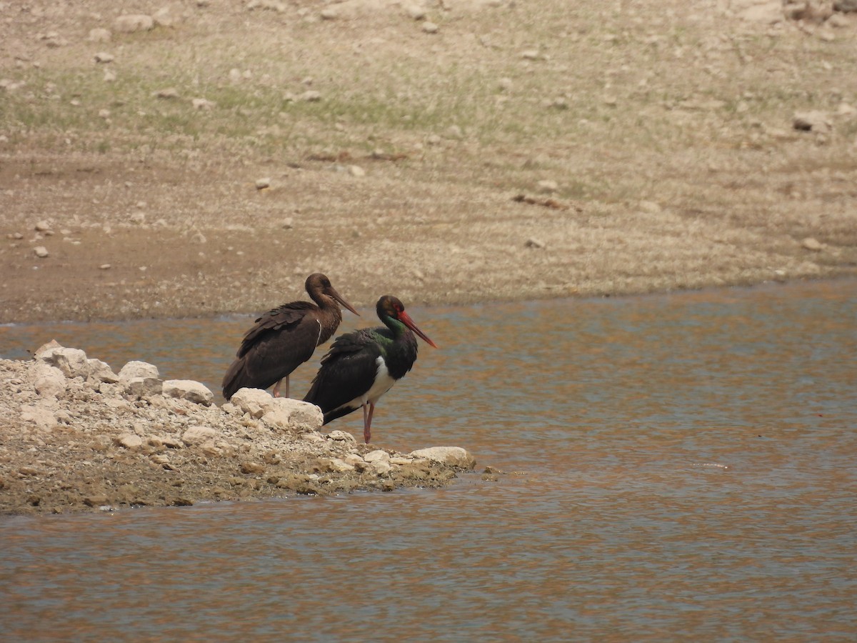 Black Stork - ML645512970