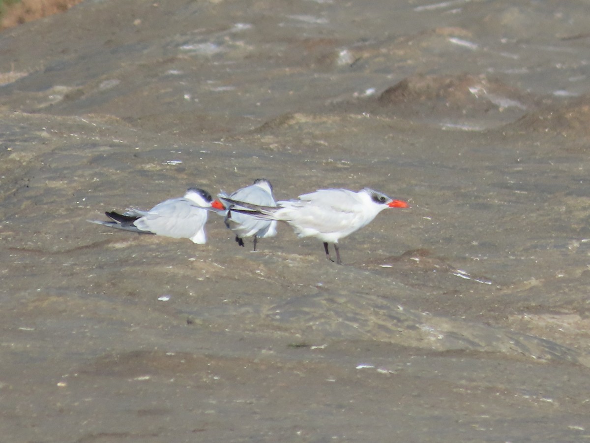 Caspian Tern - ML645512971