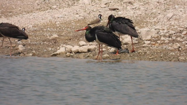 Black Stork - ML645512972