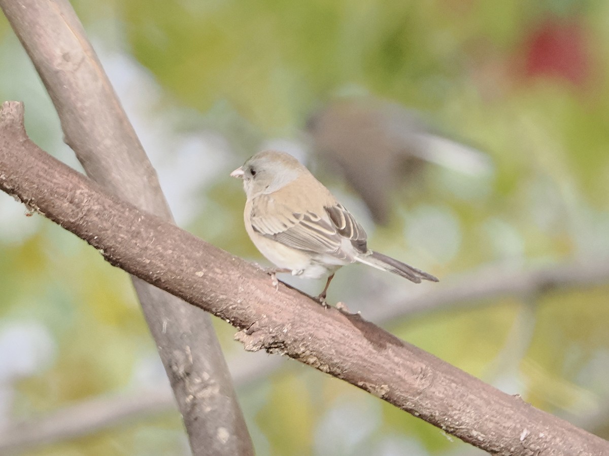 Dark-eyed Junco - ML645512975