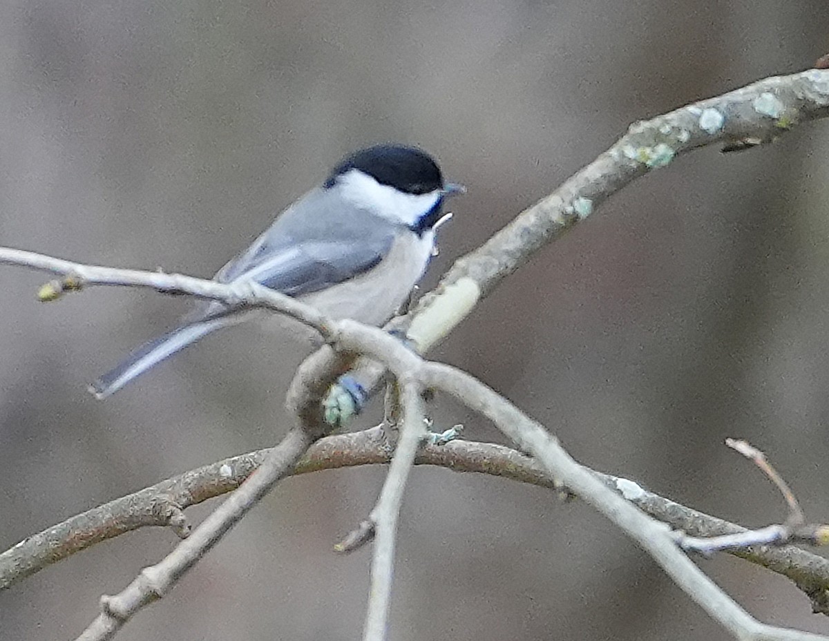 Carolina Chickadee - ML645512977