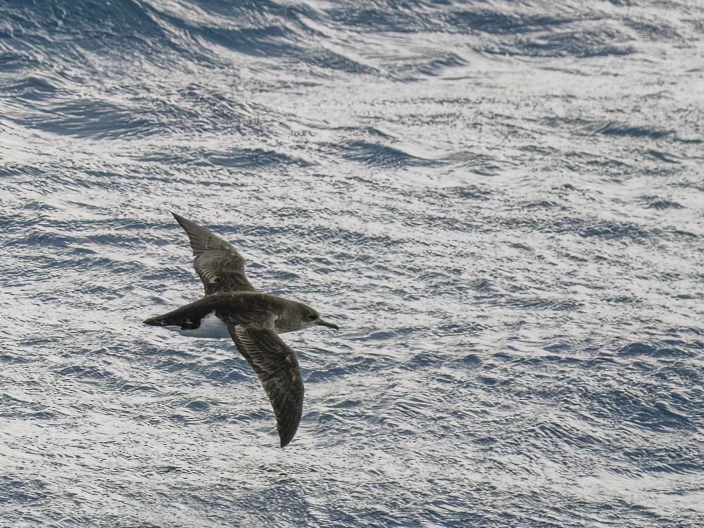 Sooty Shearwater - ML645512981