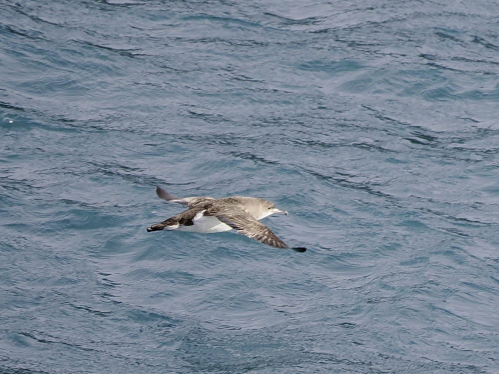 Fluttering Shearwater - ML645512982