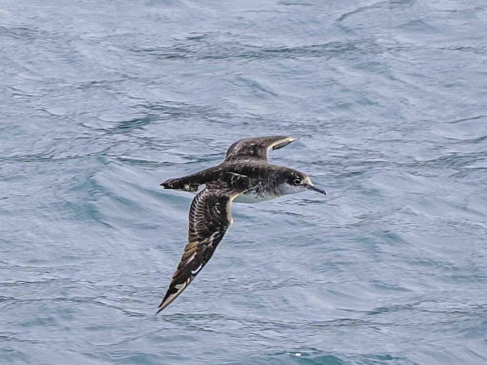 Sooty Shearwater - ML645512983