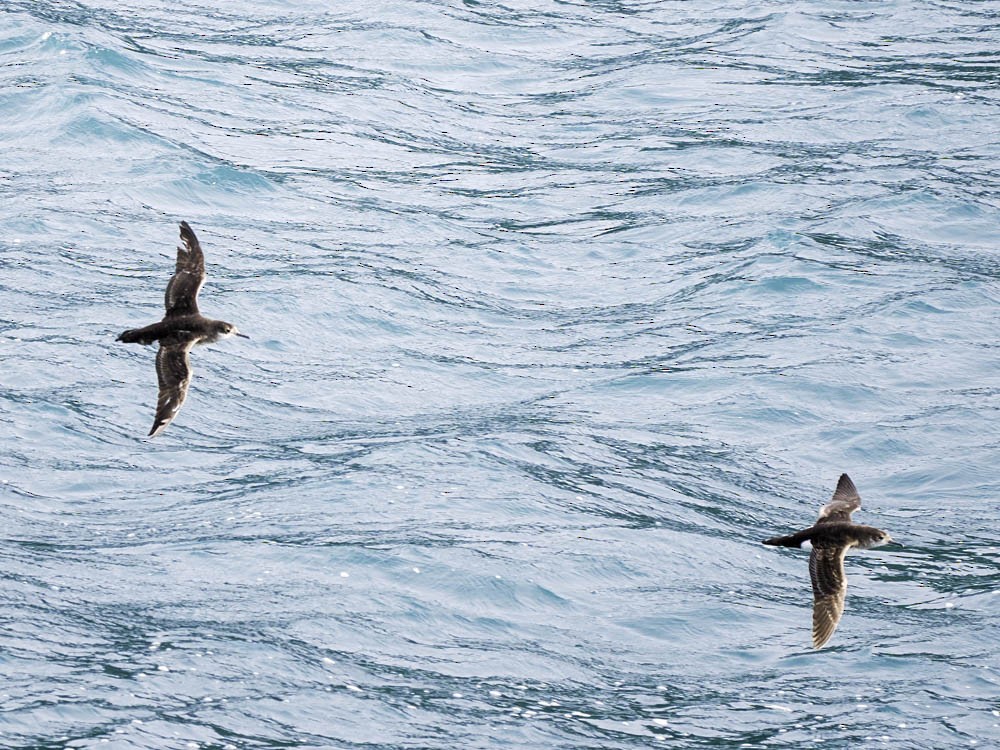 Sooty Shearwater - ML645512984