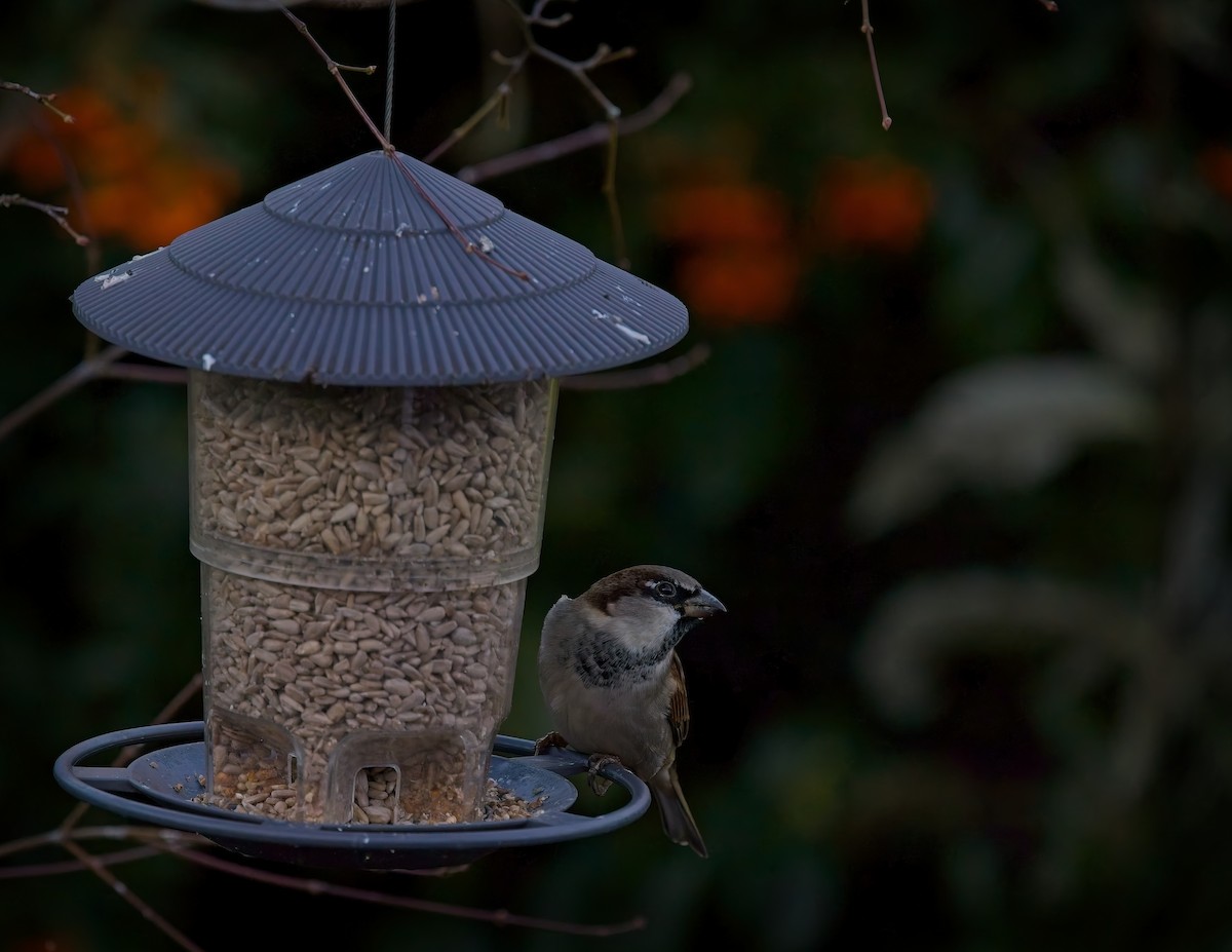 House Sparrow - ML645512988