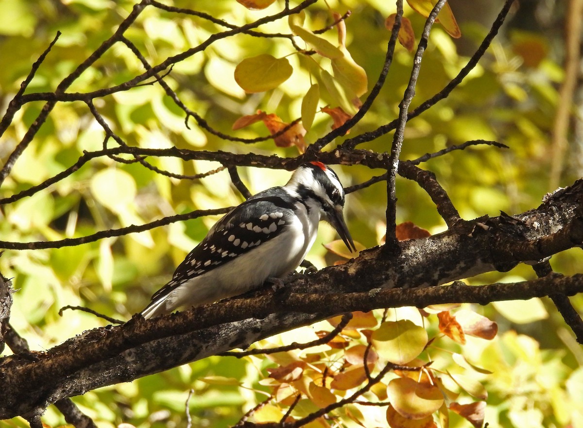 Hairy Woodpecker - ML645512995