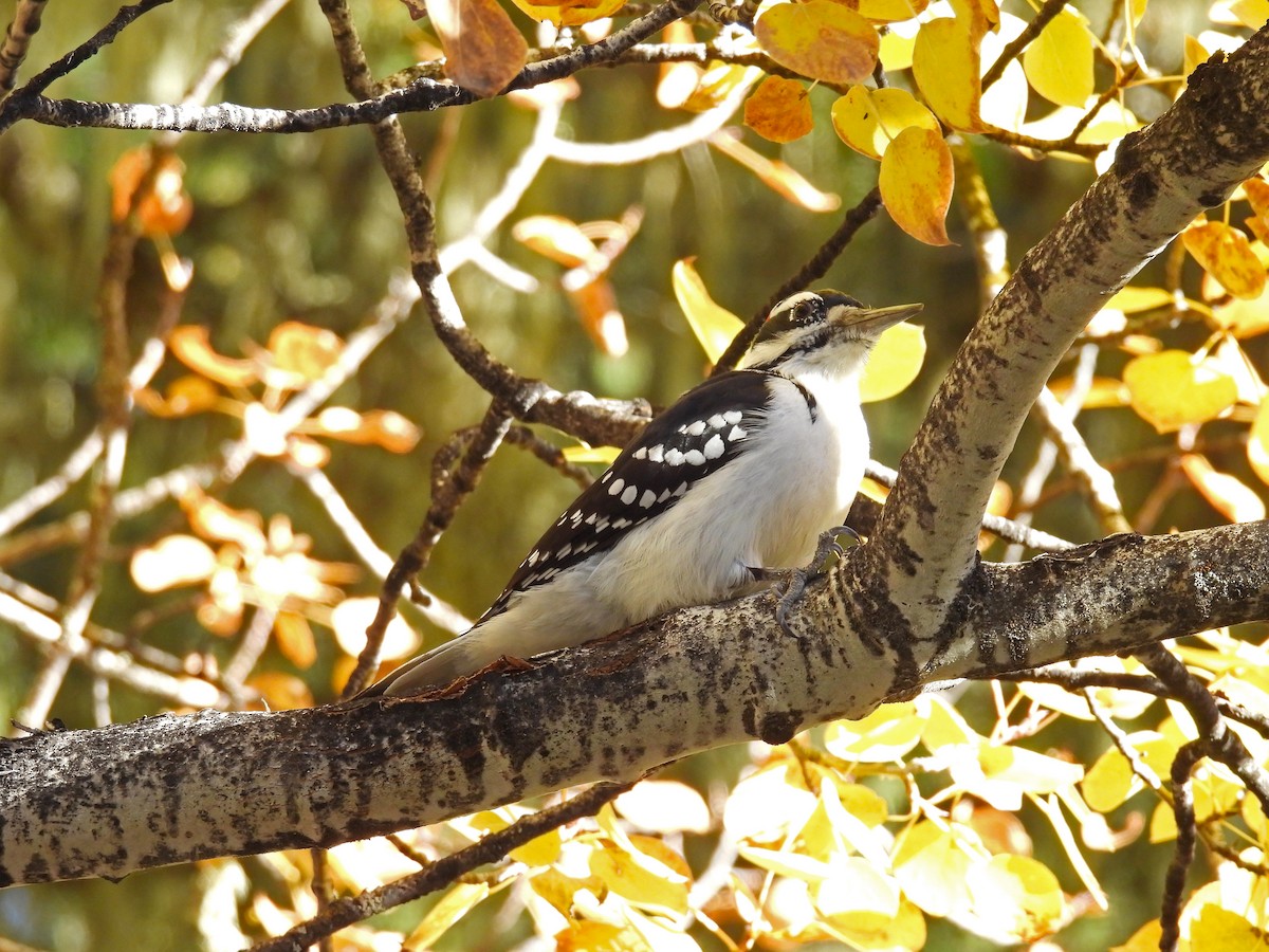 Hairy Woodpecker - ML645512996