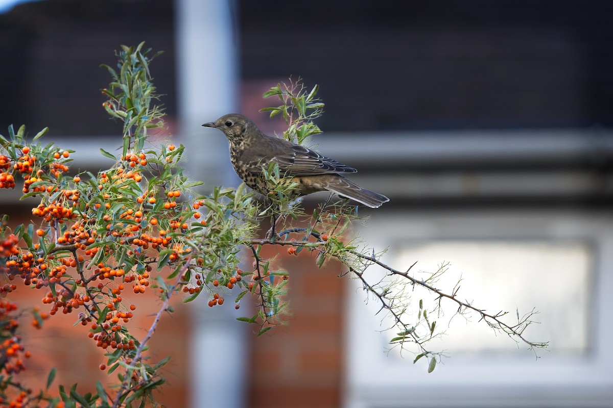Mistle Thrush - ML645512997