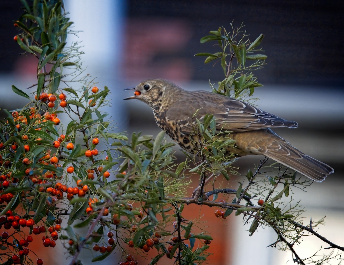 Mistle Thrush - ML645512998