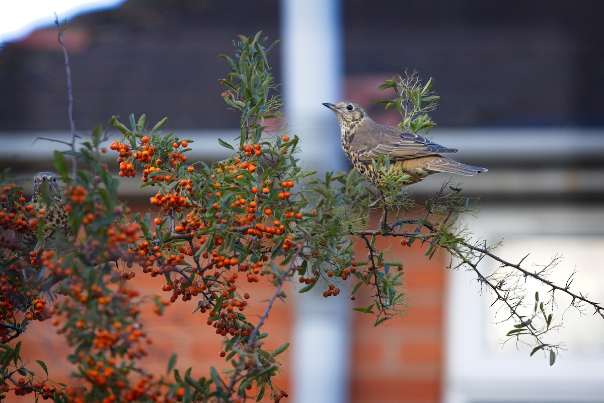 Mistle Thrush - ML645512999