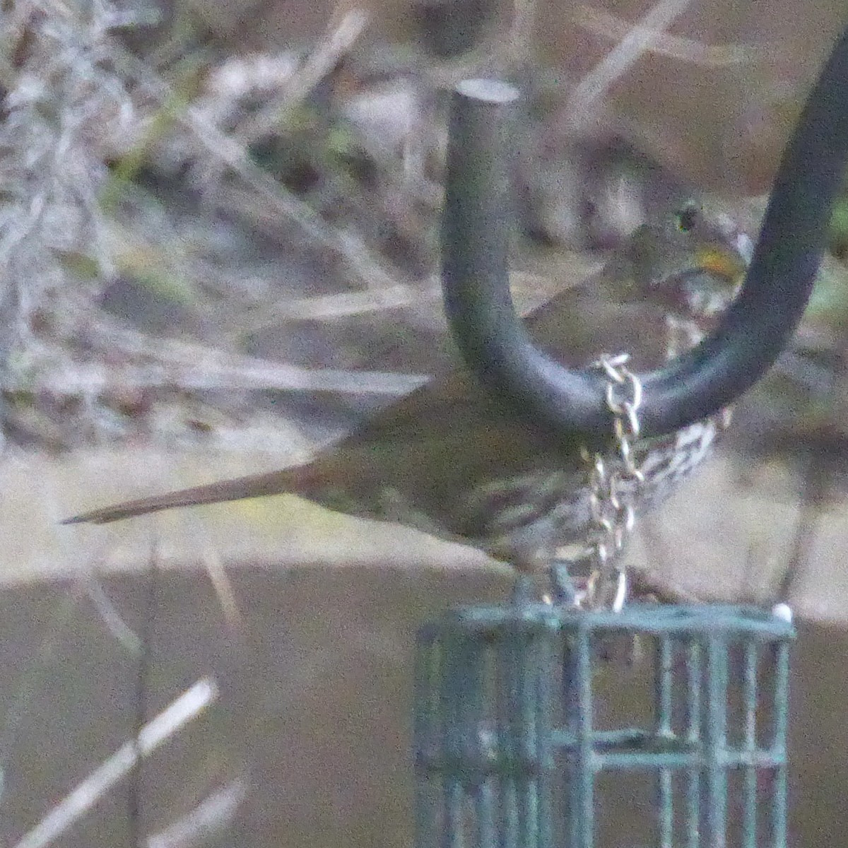 Fox Sparrow - ML645513001