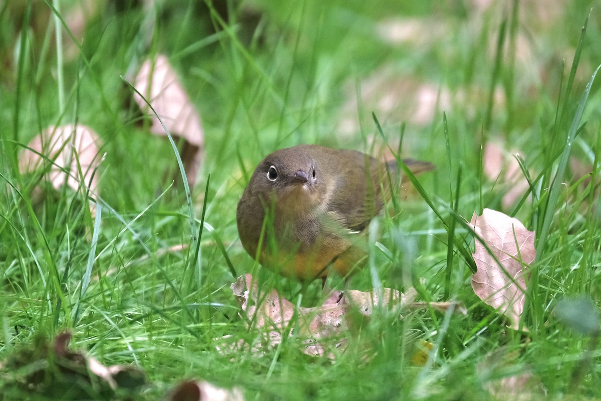 Paruline à gorge grise - ML645513004