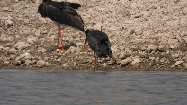 Black Stork - ML645513025