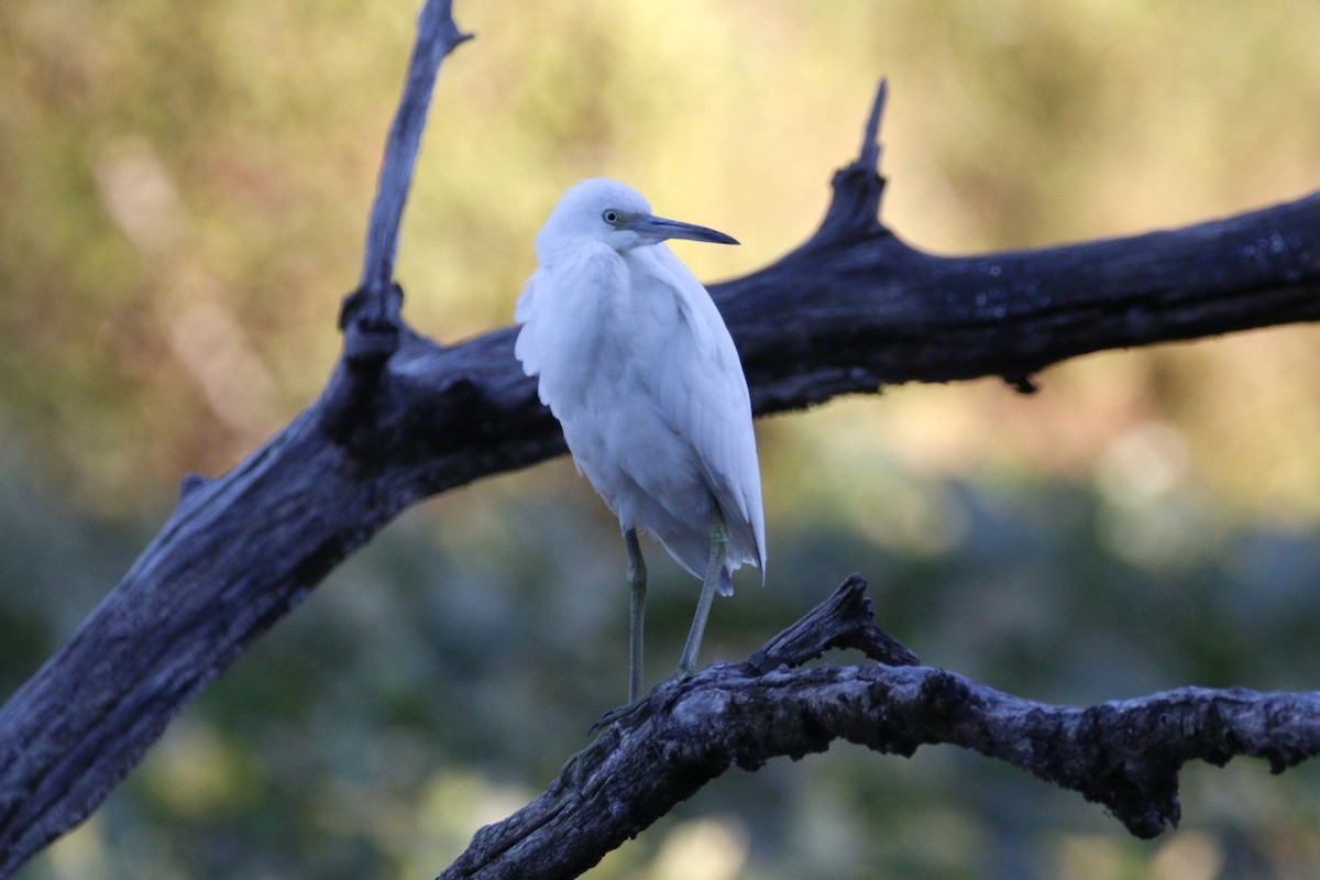 Little Blue Heron - ML645513029
