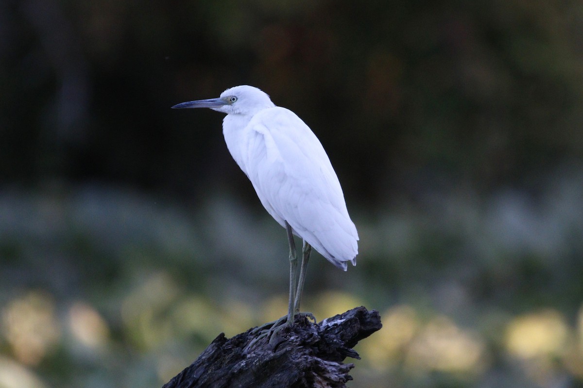 Little Blue Heron - ML645513030