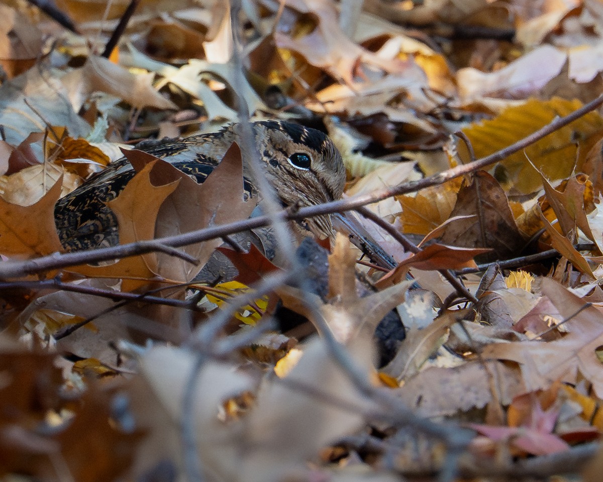 American Woodcock - ML645513034