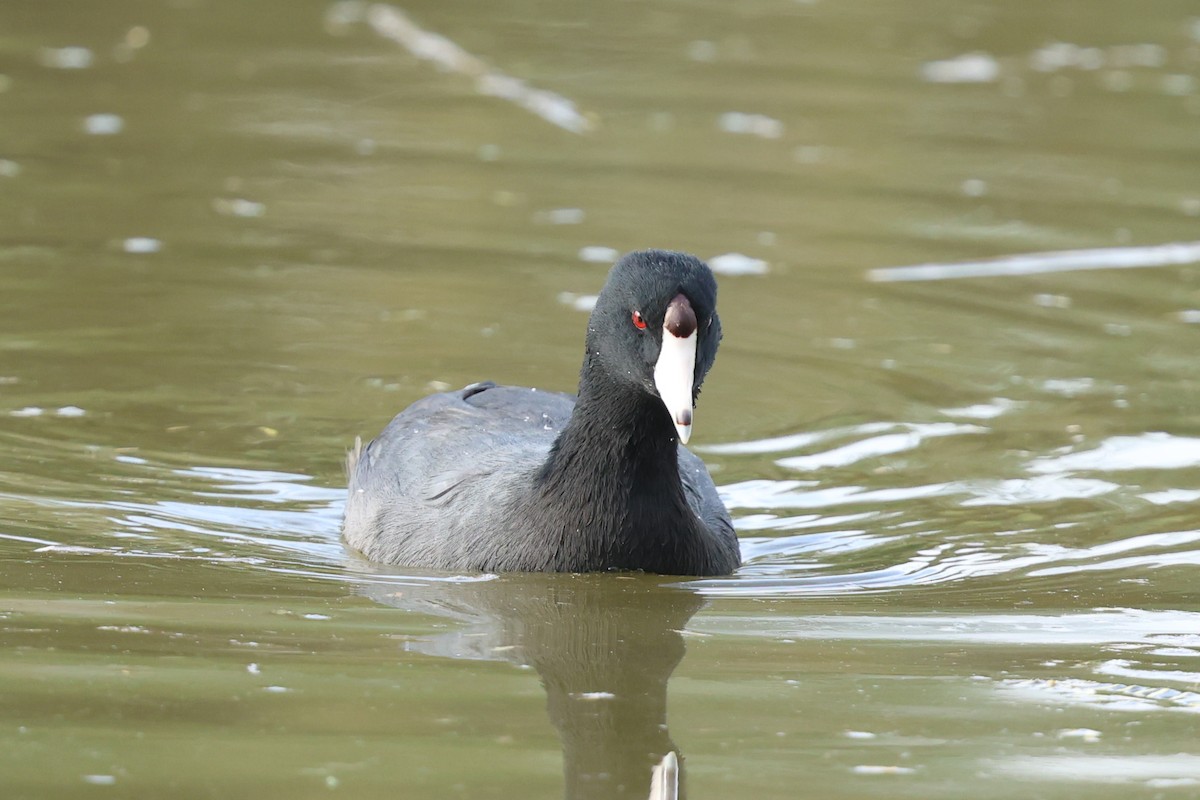 Лиска американська - ML645513044