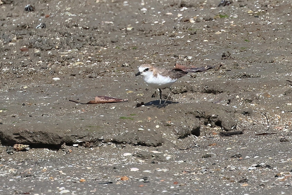 Red-capped Plover - ML645513051