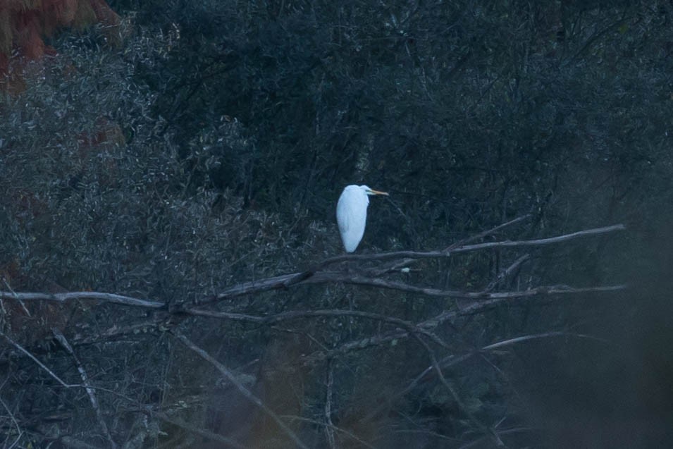 Great Egret - ML645513054