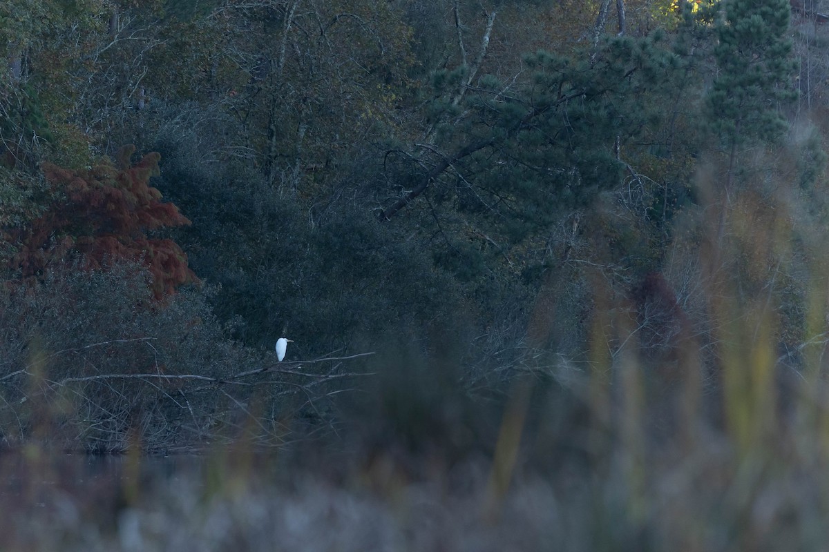 Great Egret - ML645513055