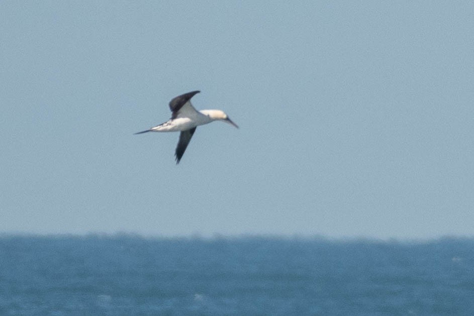 Northern Gannet - ML645513059